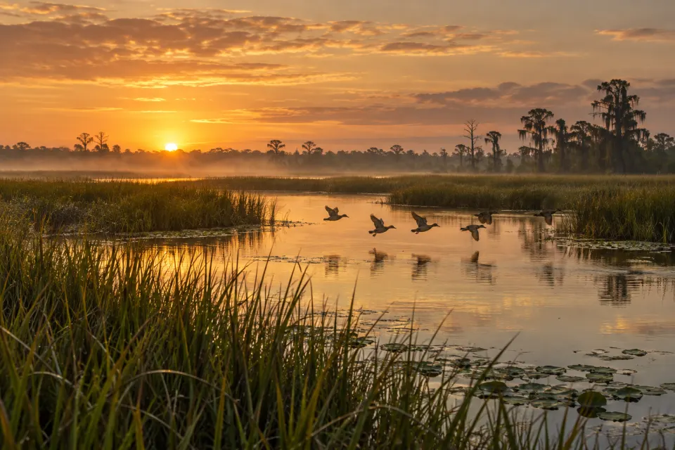 Illustrative Florida marsh at dawn with ducks flying over the water